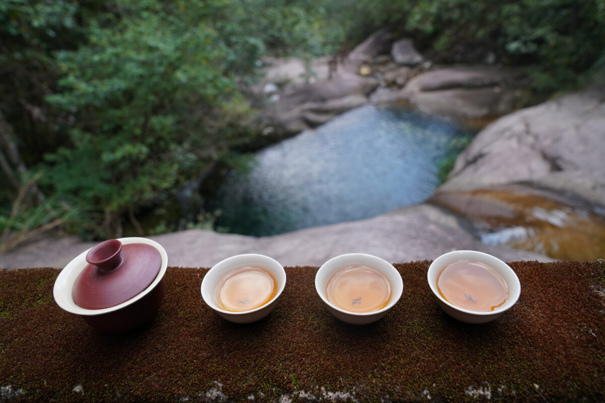 A Yixing clay gaiwan and three cups of oolong tea set beside a forest stream