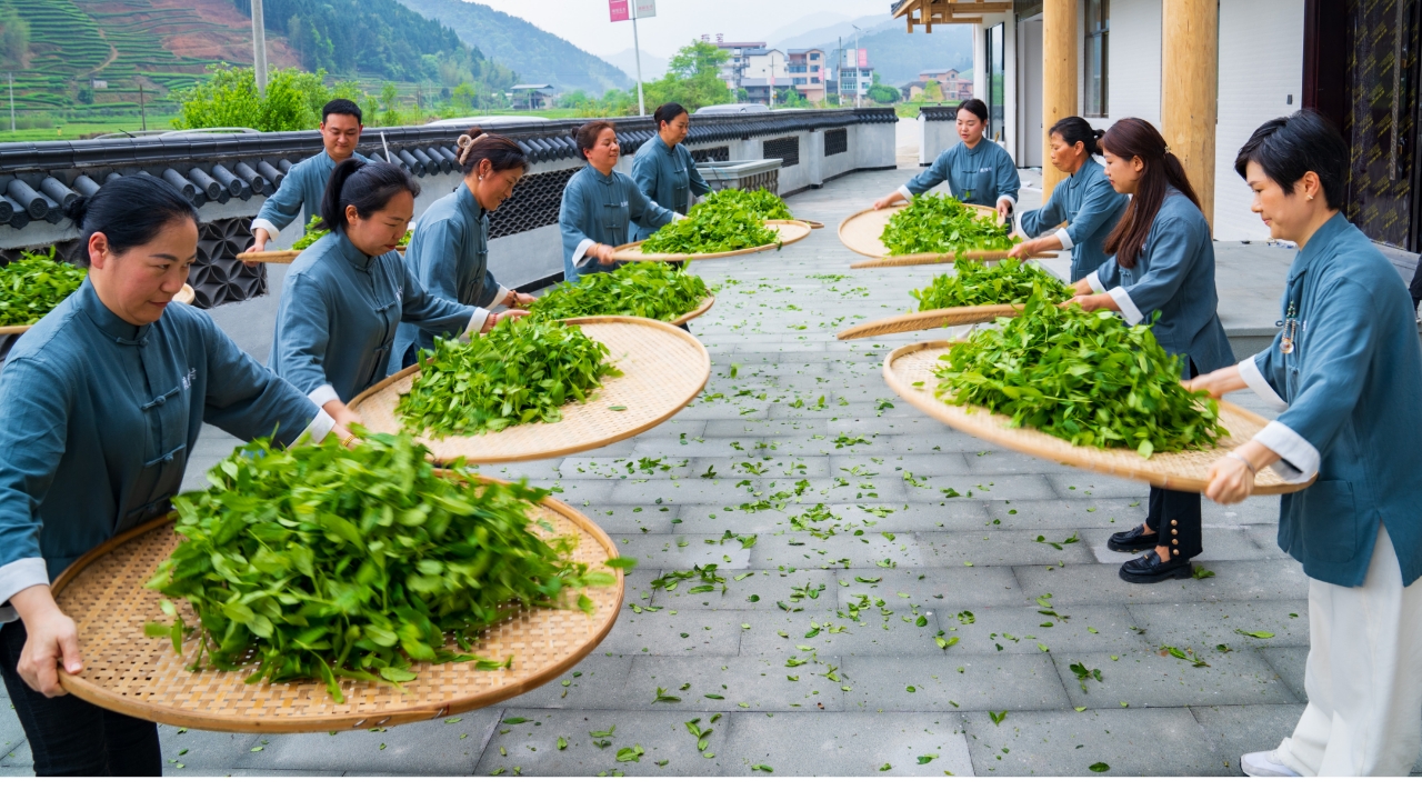 Tea artisans tossing fresh oolong tea leaves in bamboo trays during traditional sun-withering process