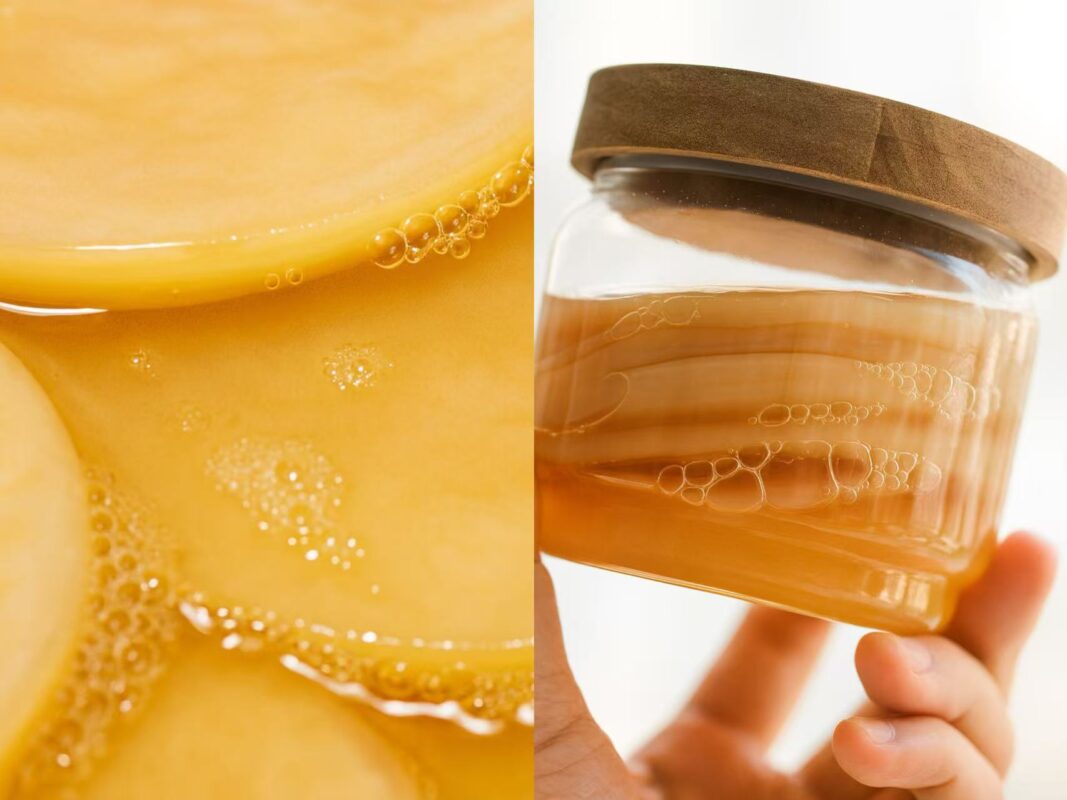Close-up of SCOBY culture in kombucha fermentation jar