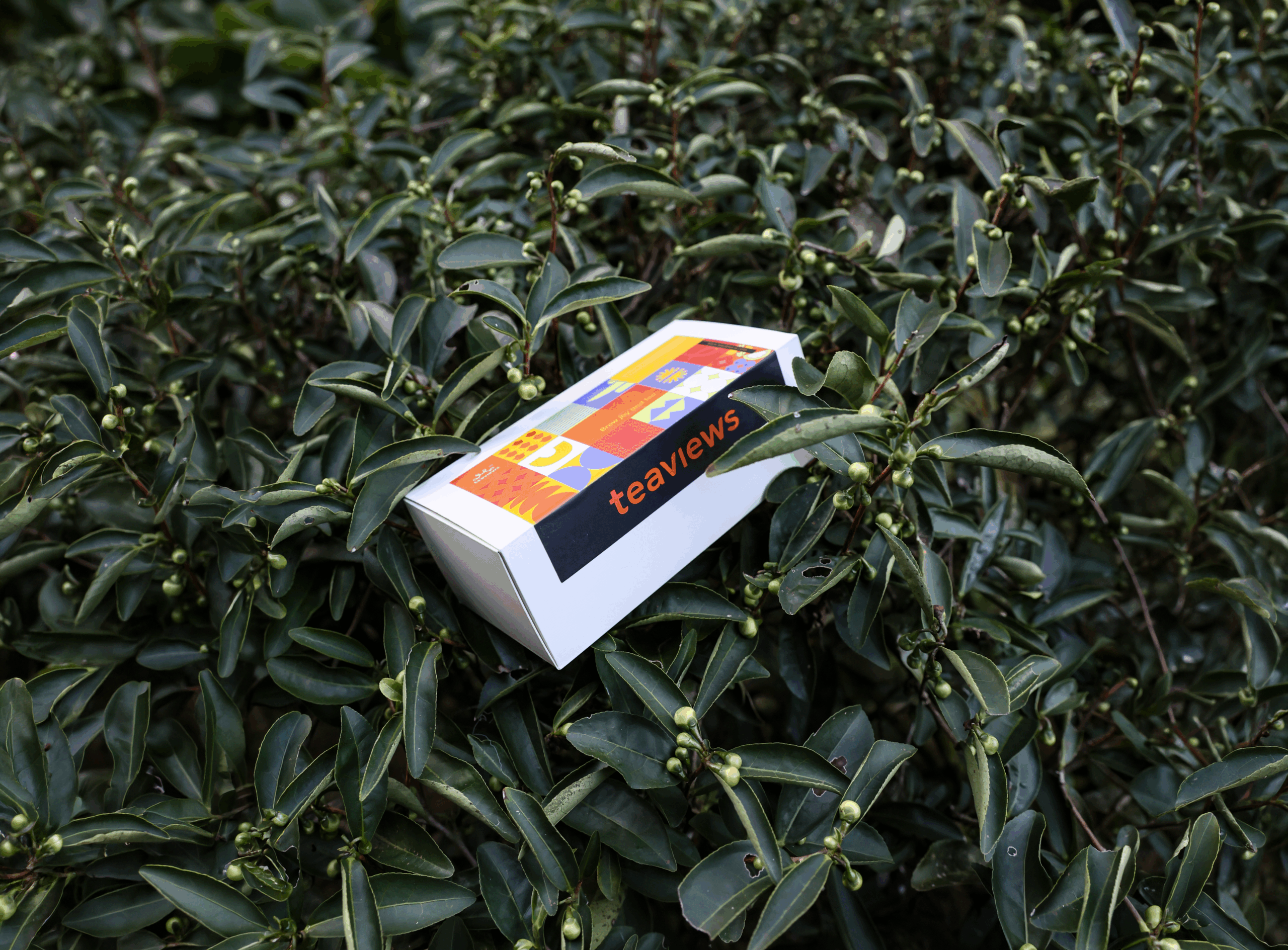 Teaviews Yancha Baseline Set placed among tea plants in the Wuyi rock tea growing region.