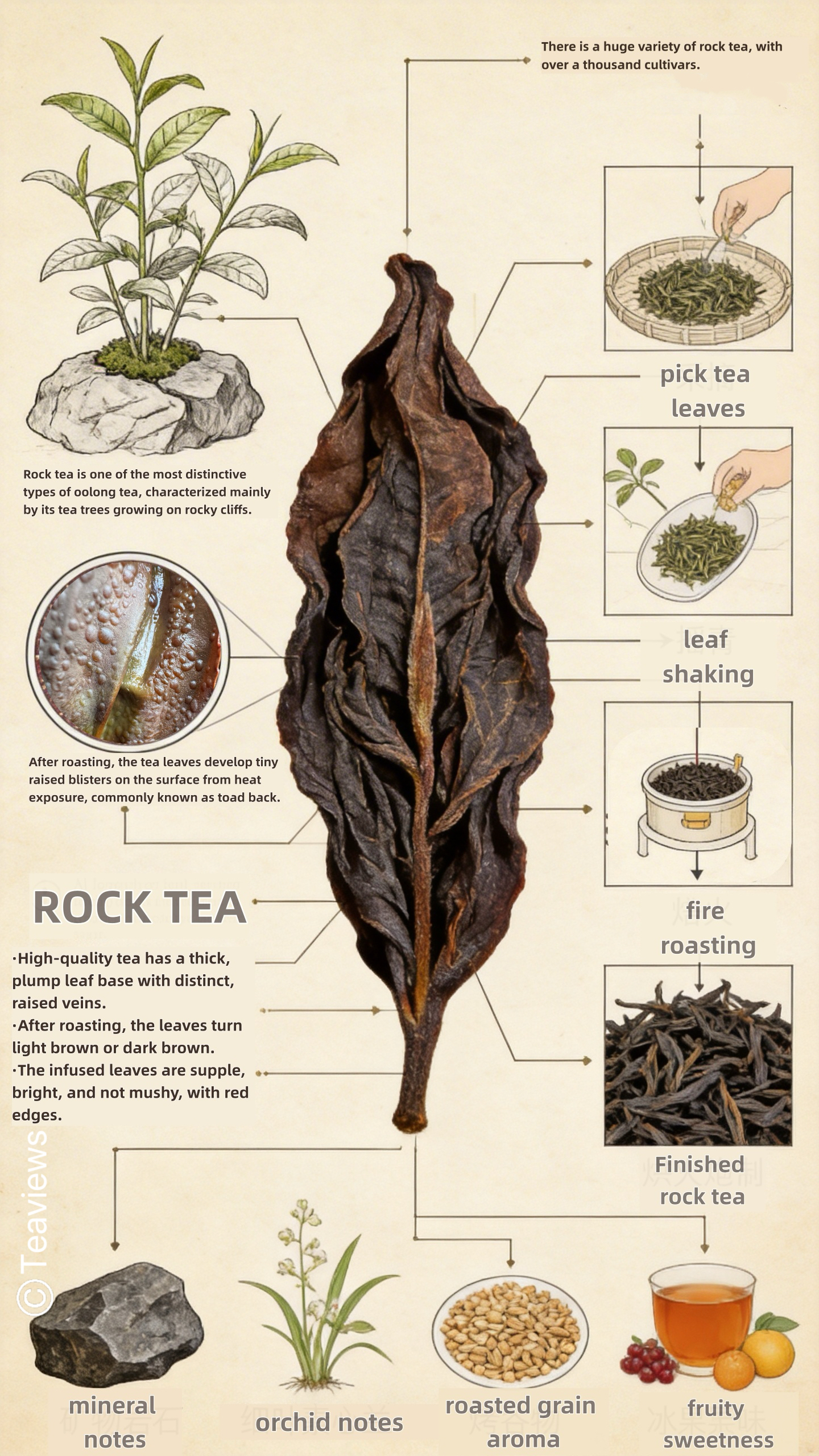 Infographic illustrating Wuyi rock tea flavor profile, including mineral notes, roasted warmth, floral lift, and layered taste characteristics.