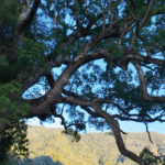 Teaviews team walking in Wuyi mountains during an origin tea journey