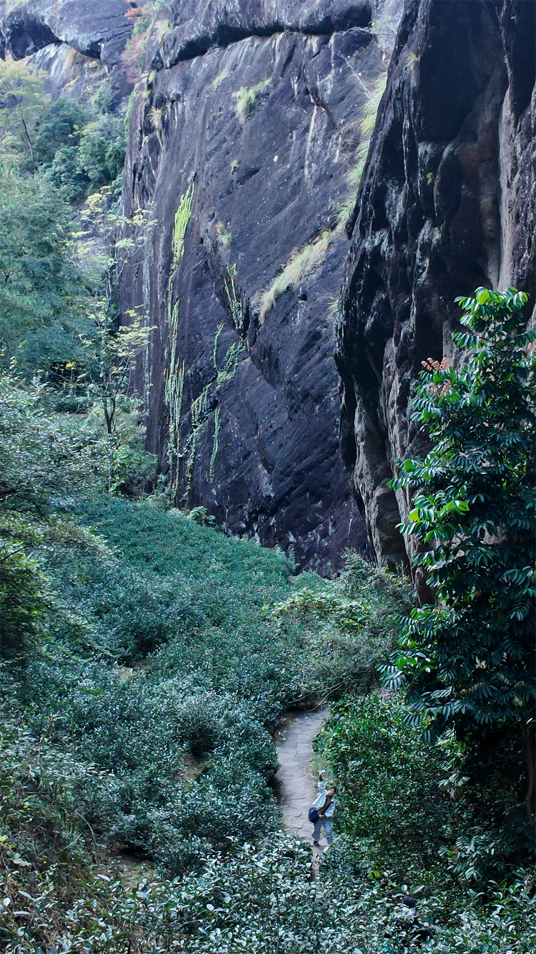 Walking through tea mountains in Wuyi during the Teaviews origin journey