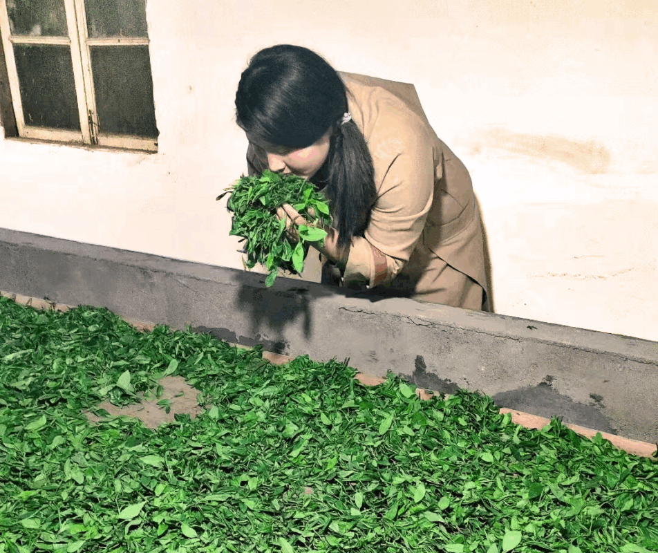 Wen Changjing sorting fresh tea leaves in Tongmu, continuing a family tradition of Chinese black tea making.