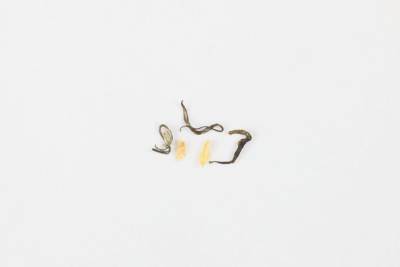 Close-up detail of Hengxian Jasmine Tea leaves with jasmine petals and tender green tea buds.