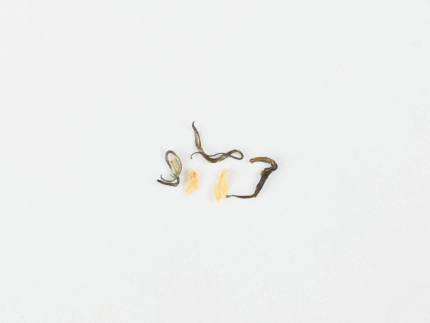 Close-up detail of Hengxian Jasmine Tea leaves with jasmine petals and tender green tea buds.