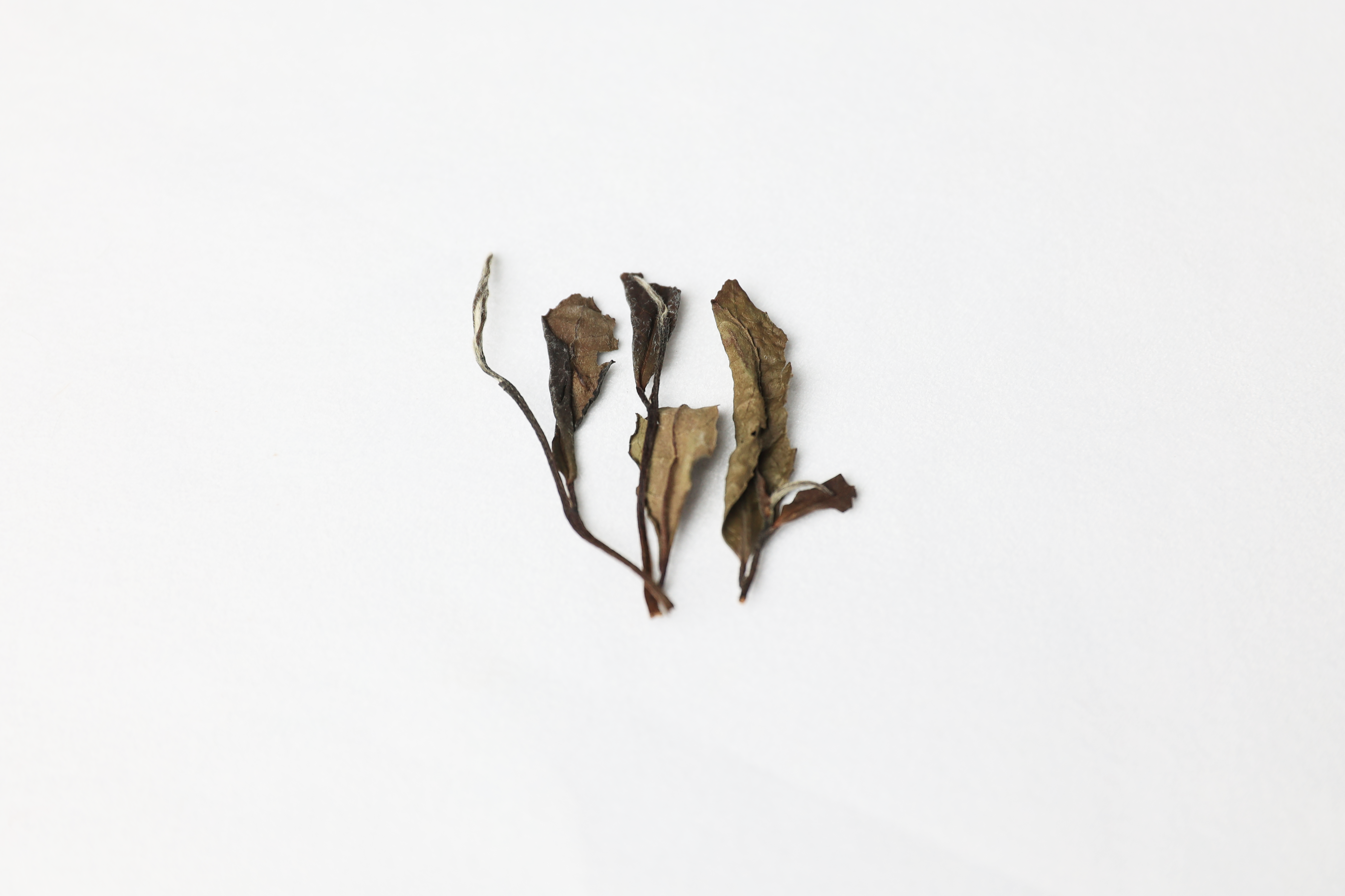 Close-up detail of Bai Mu Dan white tea leaves with tender buds and fine white hairs.