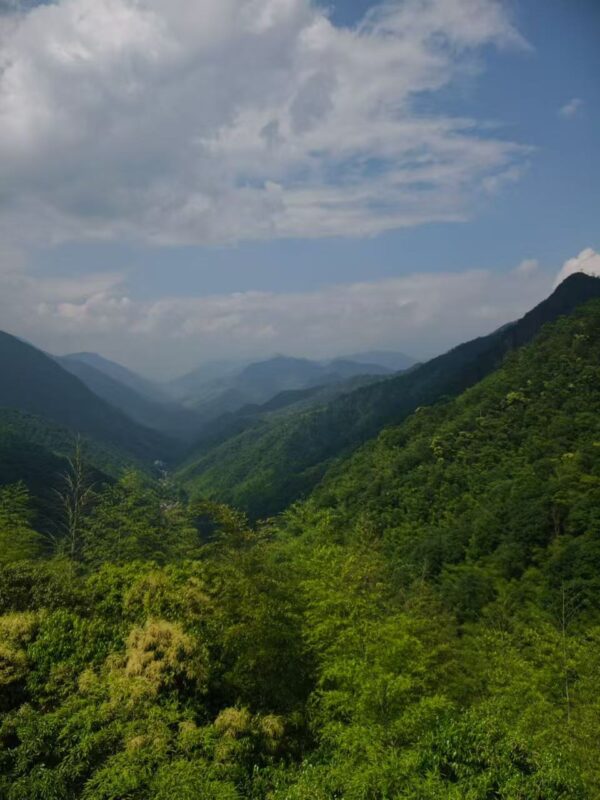 Mountain landscape around Tongmu Village in the Wuyi Mountains, showing the forested origin of Tongmu black tea.