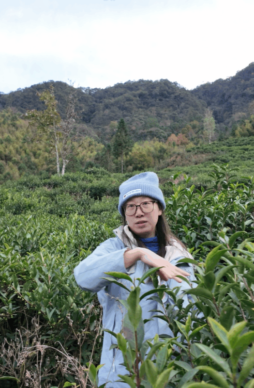 Charlotte in a tea garden in Tongmu Village, Wuyi Mountains, origin of Zhengshan Xiaozhong black tea