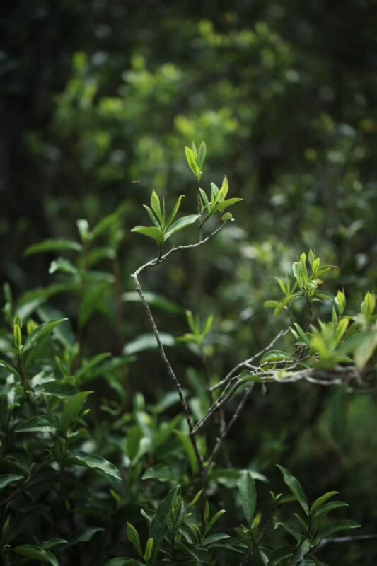 Wild tea shoots growing in the forest environment of Tongmu Village.