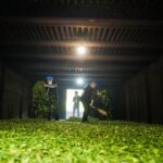 Traditional Tongmu black tea processing with fresh tea leaves inside a tea-making room in the Wuyi Mountains.