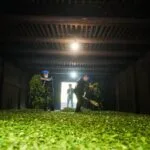 Traditional Tongmu black tea processing with fresh tea leaves inside a tea-making room in the Wuyi Mountains.