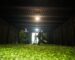 Traditional Tongmu black tea processing with fresh tea leaves inside a tea-making room in the Wuyi Mountains.