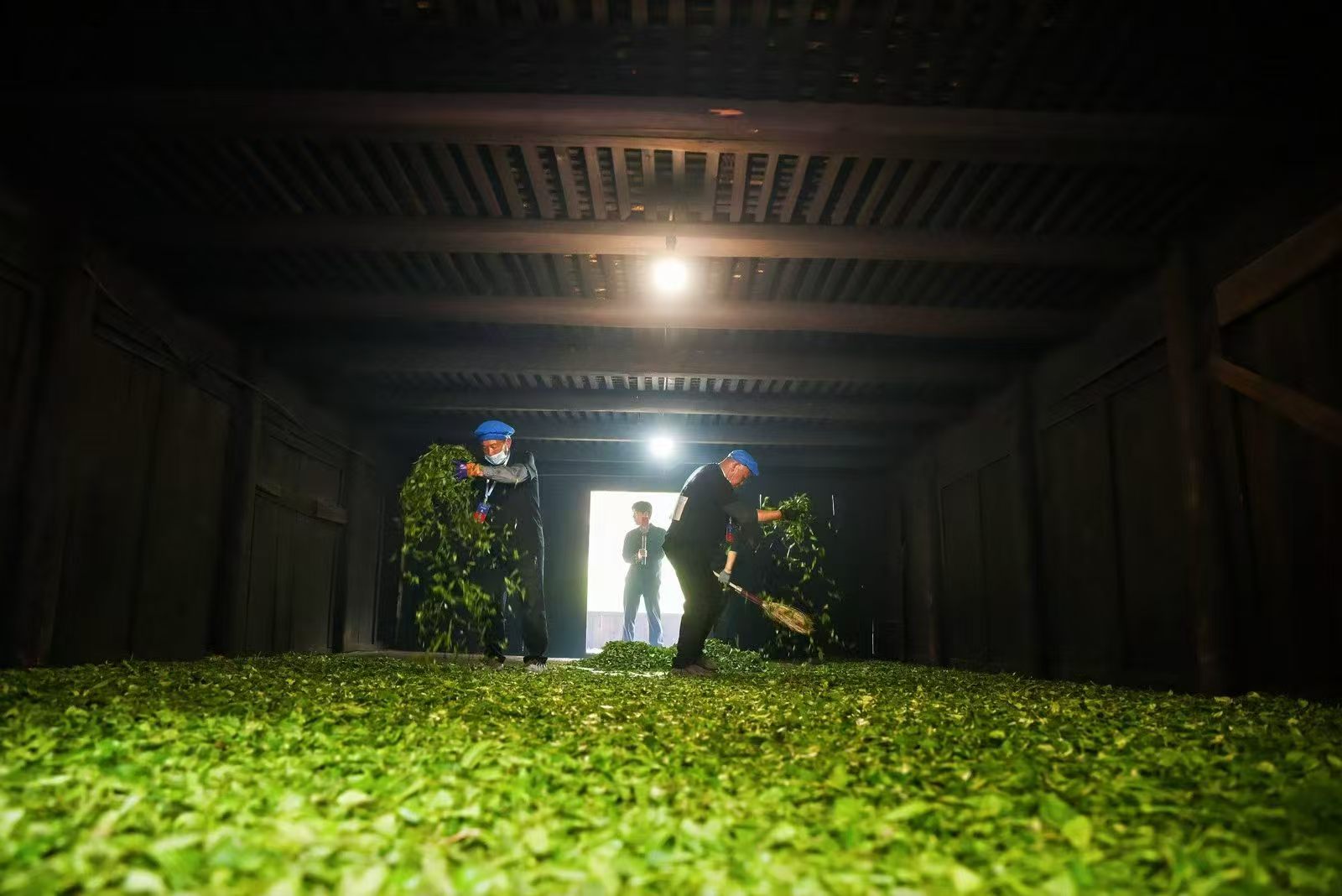 Traditional Tongmu black tea processing with fresh tea leaves inside a tea-making room in the Wuyi Mountains.