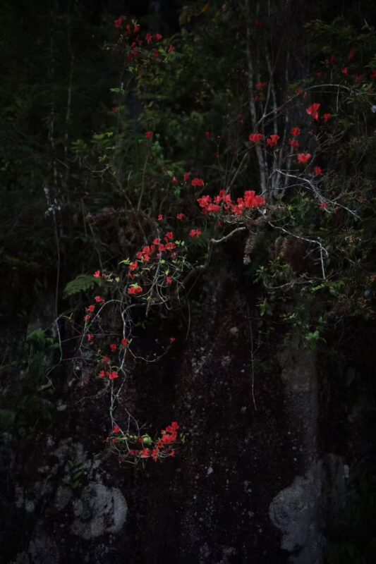 Wild mountain flowers growing near tea trees in Tongmu Village, showing the natural diversity around the tea-growing area.