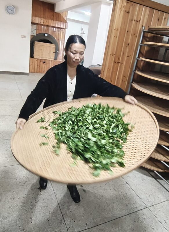 Ling Chen shaking fresh tea leaves during a Wuyi Yancha-making session in Wuyi Mountain