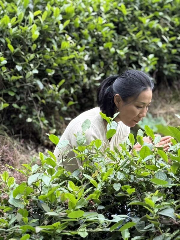 Ling Chen visiting a tea garden in China during her tea origin learning journey.